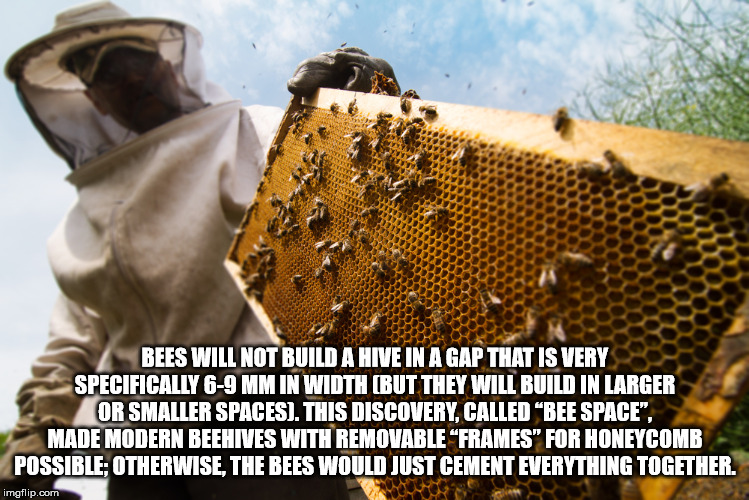 evil beekeeper - Bees Will Not Build A Hive In A Gap That Is Very Specifically 69 Mm In Width But They Will Build In Larger Or Smaller Spaces. This Discovery, Called "Bee Space". Made Modern Beehives With Removable "Frames" For Honeycomb Possible Otherwis