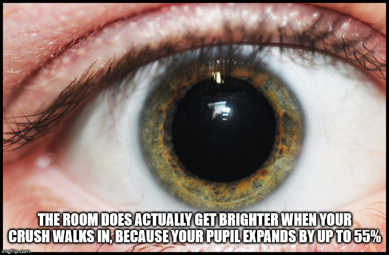 close up - The Room Does Actually Get Brighter When Your Crush Walks In, Because Your Pupil Expands By Up To 55% imgflip.com