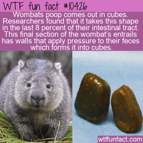 Wtf fun fact Wombats poop comes out in cubes. Researchers found that it takes this shape in the last 8 percent of their intestinal tract. This final section of the wombat's entrails has walls that apply pressure to their feces which forms it into cubes,…