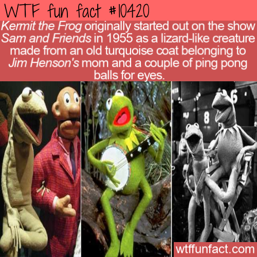 human behavior - Wtf fun fact Kermit the Frog originally started out on the show Sam and Friends in 1955 as a lizard creature made from an old turquoise coat belonging to Jim Henson's mom and a couple of ping pong balls for eyes. wtffunfact.com