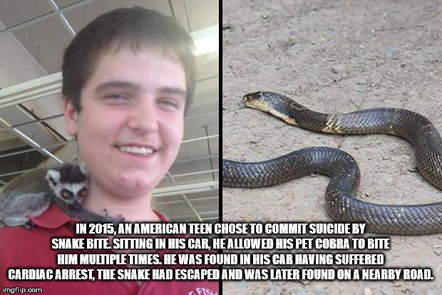 cobra suicide austin tx - In 2015, An American Teen Chose To Commit Suicide By Snake Bite Sitting In His Car He Allowed His Pet Cobra To Bite Him Multiple Times. He Was Found In His Car Having Suffered Cardiac Arrest, The Snake Had Escaped And Was Later F