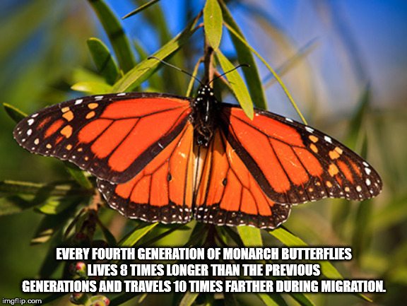 angangueo - Every Fourth Generation Of Monarch Butterflies Lives 8 Times Longer Than The Previous Generations And Travels 10 Times Farther During Migration. imgflip.com