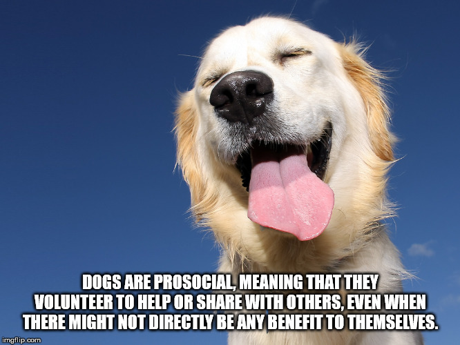 happy dog - Dogs Are Prosocial Meaning That They Volunteer To Help Or With Others, Even When There Might Not Directly Be Any Benefit To Themselves. imgflip.com