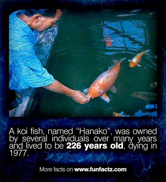 A koi fish, named "Hanako", was owned by several individuals over many years and lived to be 226 years old, dying in 1977. More facts on