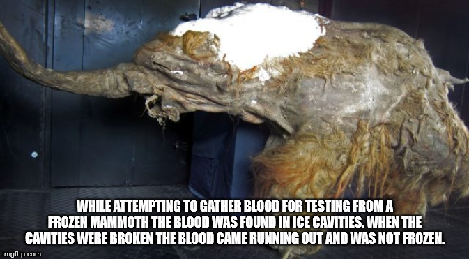 28000 year old woolly mammoth - While Attempting To Gather Blood For Testing From A Frozen Mammoth The Blood Was Found In Ice Cavities. When The Cavities Were Broken The Blood Came Running Out And Was Not Frozen imgflip.com