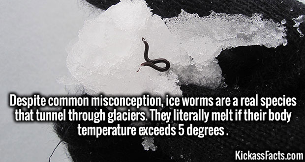 water - Despite common misconception, ice worms are a real species that tunnel through glaciers. They literally melt if their body temperature exceeds 5 degrees. Kickass Facts.com