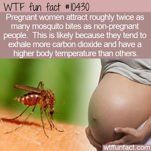 photo caption - Wtf fun fact Pregnant women attract roughly twice as many mosquito bites as nonpregnant people. This is ly because they tend to exhale more carbon dioxide and have a higher body temperature than others. wtffunfact.com