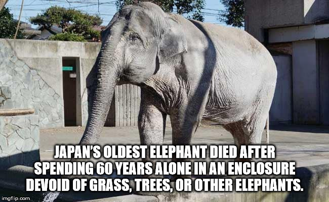 oldest elephant - Japan'S Oldest Elephant Died After Spending 60 Years Alone In An Enclosure Devoid Of Grass, Trees, Or Other Elephants. imgflip.com