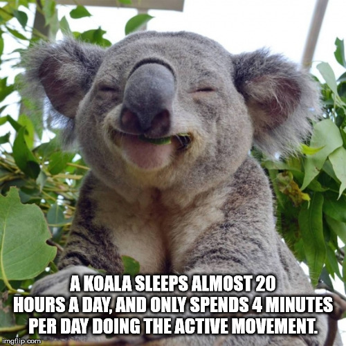 koala smile - A Koala Sleeps Almost 20 Hours A Day. And Only Spends 4 Minutes Per Day Doing The Active Movement imgflip.com