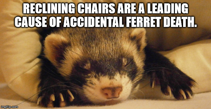 cute ferrets sleeping - Reclining Chairs Are A Leading Cause Of Accidental Ferret Death. imgflip.com
