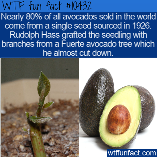 natural foods - Wtf fun fact Nearly 80% of all avocados sold in the world come from a single seed sourced in 1926. Rudolph Hass grafted the seedling with branches from a Fuerte avocado tree which he almost cut down. wtffunfact.com