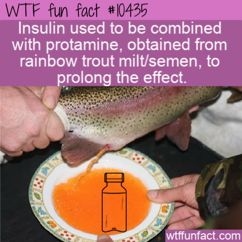 fish - Wtf fun fact Insulin used to be combined with protamine, obtained from rainbow trout miltsemen, to prolong the effect. wtffunfact.com