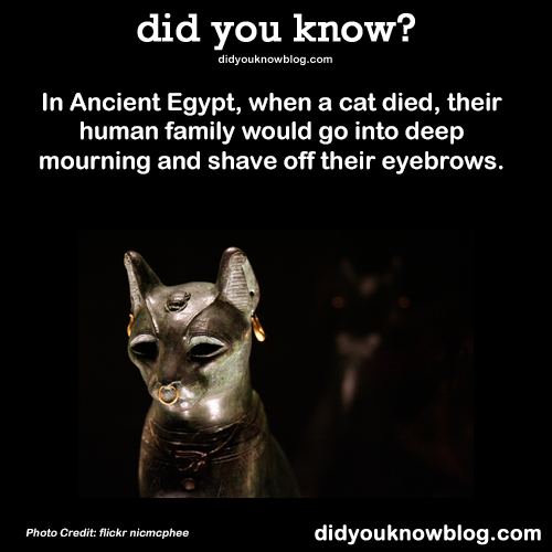 dog did you know - did you know? didyouknowblog.com In Ancient Egypt, when a cat died, their human family would go into deep mourning and shave off their eyebrows. Photo Credit flickr nicmcphee didyouknowblog.com