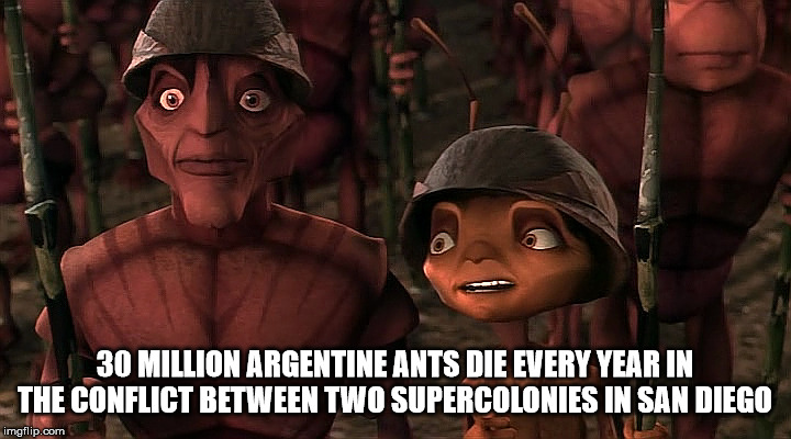 antz barbatus - 30 Million Argentine Ants Die Every Year In The Conflict Between Two Supercolonies In San Diego imgflip.com