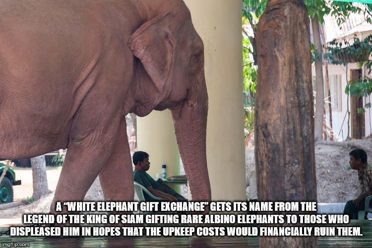 does a white elephant exist - A'White Elephant Gift Exchange" Gets Its Name From The Legend Of The King Of Siam Gifting Rare Albino Elephants To Those Who Displeased Him In Hopes That The Upkeep Costs Would Financially Ruin Them imgflip.com