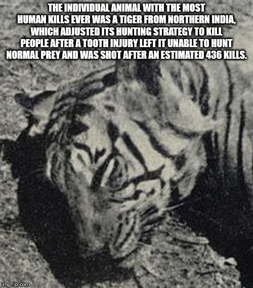 tiger - The Individual Animal With The Most Human Kills Ever Was A Tiger From Northern India, Which Adjusted Its Hunting Strategy To Kill People After A Tooth Injury Left It Unable To Hunt Normal Prey And Was Shot After An Estimated 436 Kius. imgflip.com