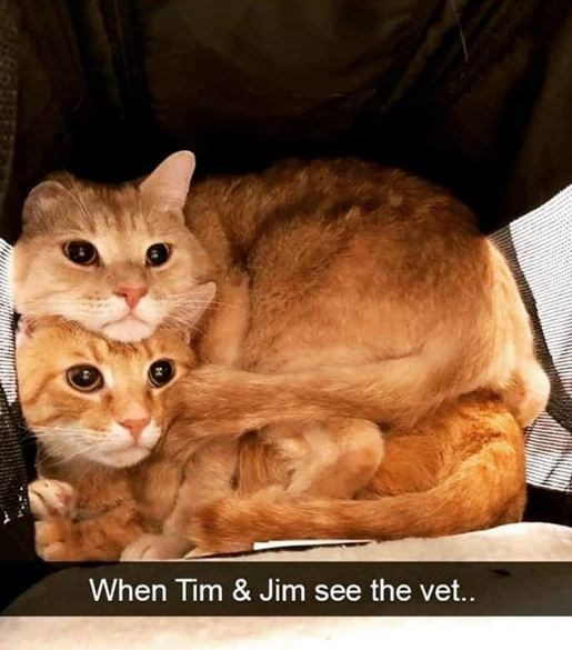 stacked cats - Www When Tim & Jim see the vet..