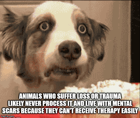 dog meme cupcake - Animals Who Suffer Loss Or Trauma ly Never Process It And Live With Mental Scars Because They Can'T Receive Therapy Easily imgflip.com