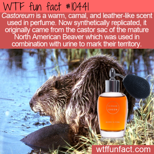 photo caption - Wtf fun fact Castoreum is a warm, carnal, and leather scent used in perfume. Now synthetically replicated, it originally came from the castor sac of the mature North American Beaver which was used in combination with urine to mark their te