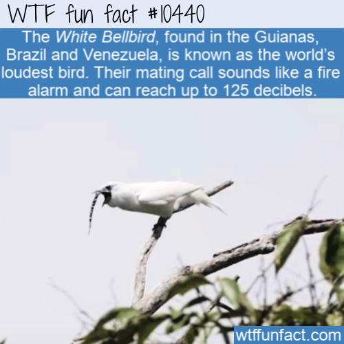 beak - Wtf fun fact The White Bellbird, found in the Guianas, Brazil and Venezuela, is known as the world's loudest bird. Their mating call sounds a fire alarm and can reach up to 125 decibels. wtffunfact.com