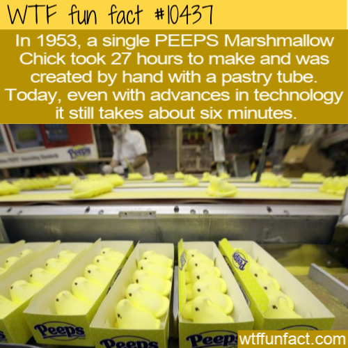 production peeps - Wtf fun fact In 1953, a single Peeps Marshmallow Chick took 27 hours to make and was created by hand with a pastry tube. Today, even with advances in technology it still takes about six minutes. Peeps Peep wtffunfact.com
