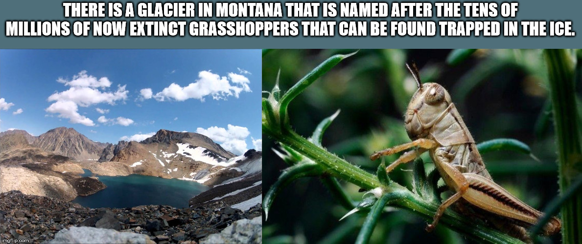 montana grasshopper - There Is A Glacier In Montana That Is Named After The Tens Of Millions Of Now Extinct Grasshoppers That Can Be Found Trapped In The Ice. imgflip.com