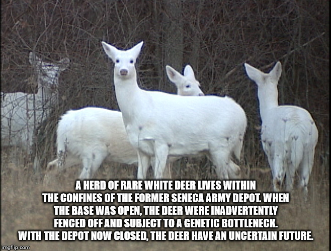 seneca lake white deer - A Herd Of Rare White Deer Lives Within The Confines Of The Former Seneca Army Depot. When The Base Was Open, The Deer Were Inadvertently Fenced Off And Subject To A Genetic Bottleneck. With The Depot Now Closed. The Deer Have An U