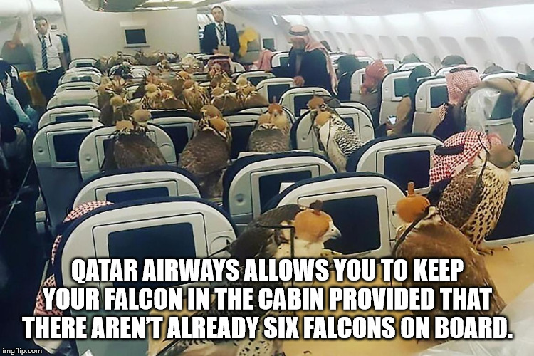 Oatar Airways Allows You To Keep Your Falcon In The Cabin Provided That There Arent Already Six Falcons On Board. imgflip.com