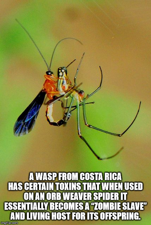 sport fun - A Wasp From Costa Rica Has Certain Toxins That When Used On An Orb Weaver Spider It Essentially Becomes A Zombie Slave And Living Host For Its Offspring. imgflip.com