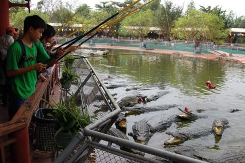 alligator feeding vietnam