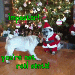 cute animal christmas gif - imposterin you re not real santa!