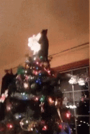cat christmas tree gif
