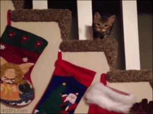 cat christmas stocking gif - 4 GIFs.com