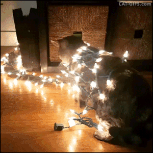cat lights gif - Categips.com