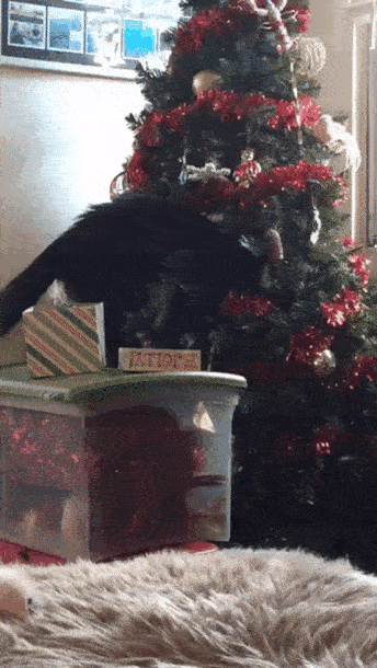 cat vs christmas tree gif
