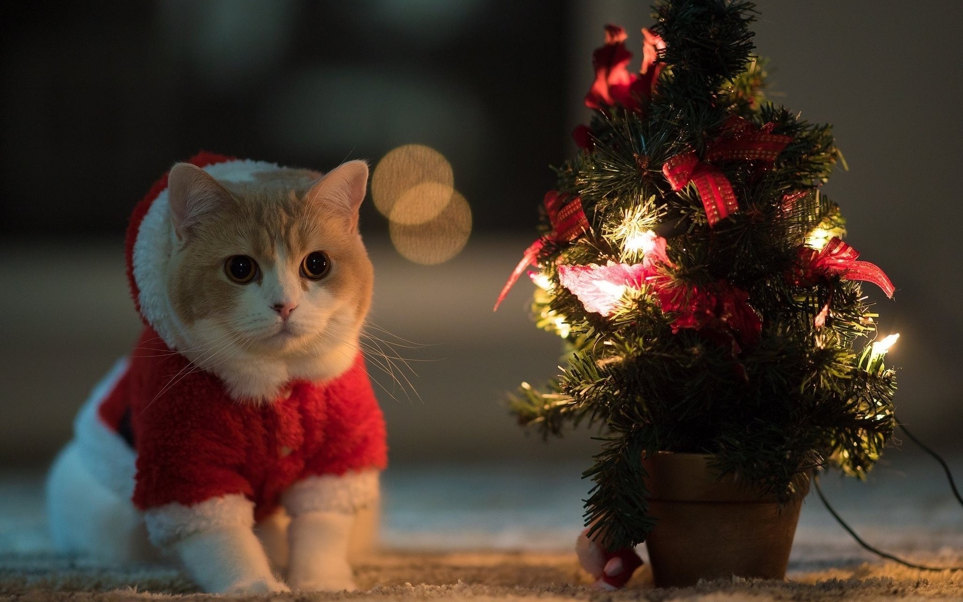 cat cute christmas