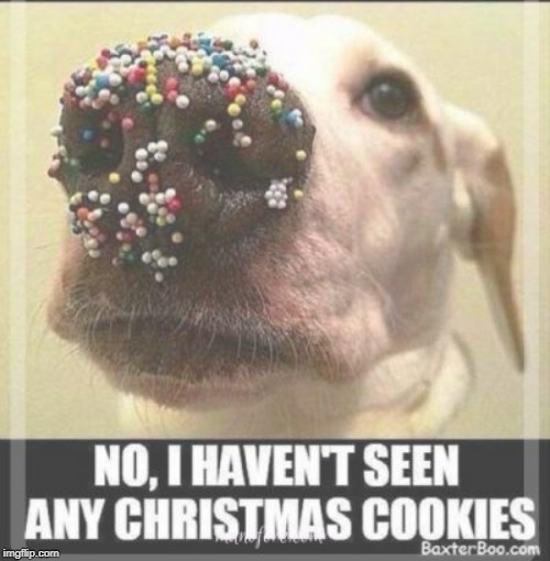 photo caption - No, I Havent Seen Any Christmas Cookies BaxterBoo.com