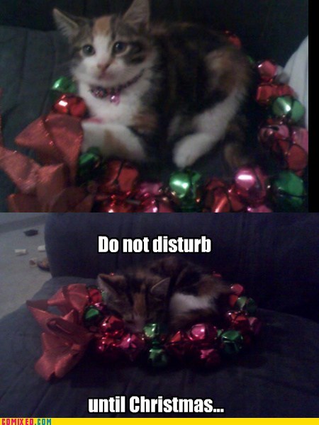 photo caption - Do not disturb until Christmas... Comix Ed.Com