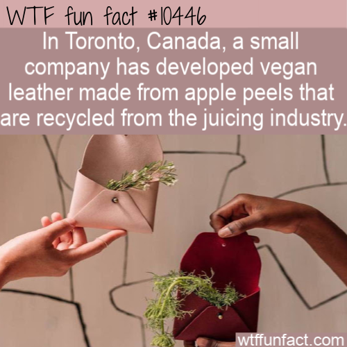 john 3 16 - Wtf fun fact In Toronto, Canada, a small company has developed vegan leather made from apple peels that are recycled from the juicing industry. wtffunfact.com