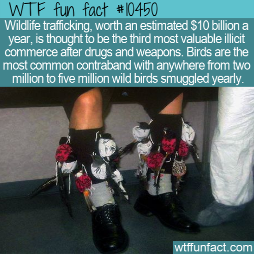 asian songbirds - Wtf fun fact Wildlife trafficking, worth an estimated $10 billion a year, is thought to be the third most valuable illicit commerce after drugs and weapons. Birds are the most common contraband with anywhere from two million to five mill