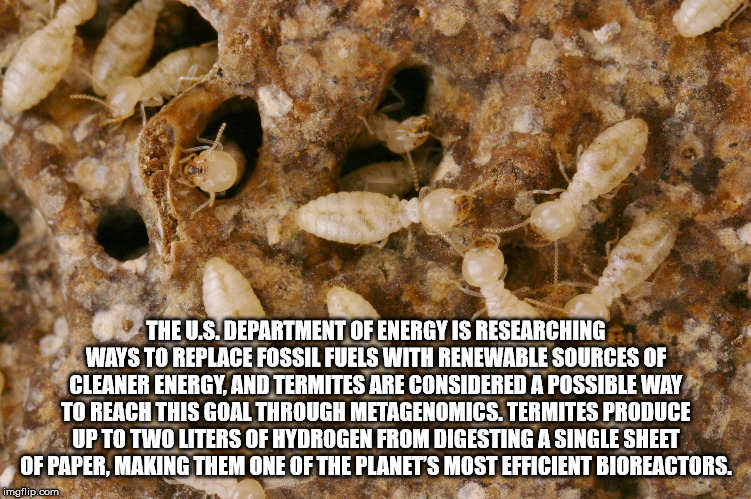 termites nest - The U.S. Department Of Energy Is Researching Ways To Replace Fossil Fuels With Renewable Sources Of Cleaner Energy, And Termites Are Considered A Possible Way To Reach This Goal Through Metagenomics. Termites Produce Up To Two Liters Of Hy