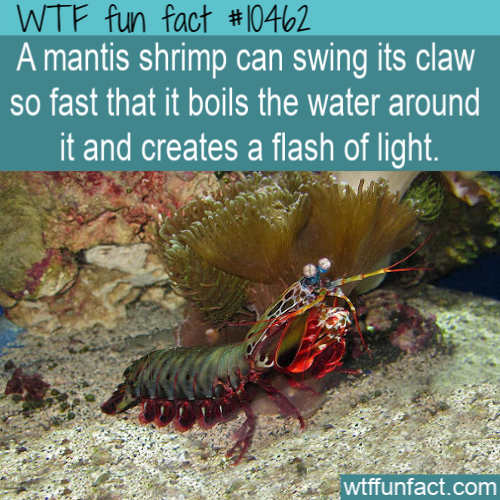 marine biology - Wtf fun fact A mantis shrimp can swing its claw so fast that it boils the water around it and creates a flash of light. wtffunfact.com