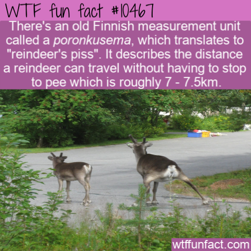 wildlife - Wtf fun fact There's an old Finnish measurement unit called a poronkusema, which translates to "reindeer's piss". It describes the distance a reindeer can travel without having to stop to pee which is roughly 7 m wtffunfact.com