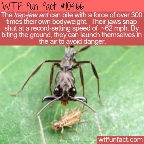 Wtf fun fact The trapjaw ant can bite with a force of over 300 times their own bodyweight. Their jaws snap shut at a recordsetting speed of ~62 mph. By biting the ground, they can launch themselves in the air to avoid danger. wtffunfact.com