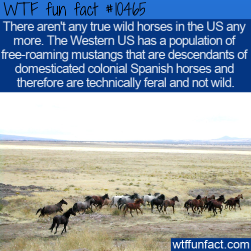 mustang horse - Wtf fun fact There aren't any true wild horses in the Us any more. The Western Us has a population of freeroaming mustangs that are descendants of domesticated colonial Spanish horses and therefore are technically feral and not wild. wtffu