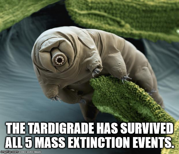 water bears - The Tardigrade Has Survived All 5 Mass Extinction Events. imgflip.com Science Source Images