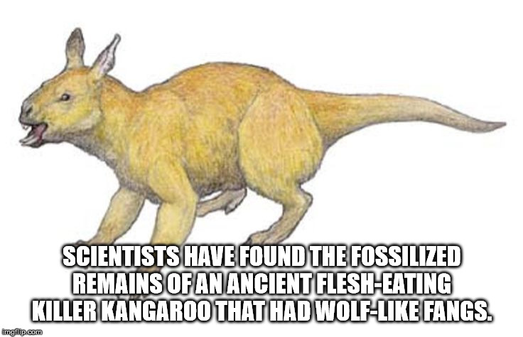 Scientists Have Found The Fossilized Remains Of An Ancient FleshEating Killer Kangaroothathad Wolf Fangs. imgflip.com