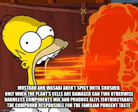 international hot and spicy food day - Mustard And Wasabi Aren'T Spicy Until Crushed. Only When The Plant'S Cells Are Damaged Can Two Otherwise Harmless Components Mix And Produce Allyl Isothiocyanate, The Compound Responsible For The Familiar Pungent Tas