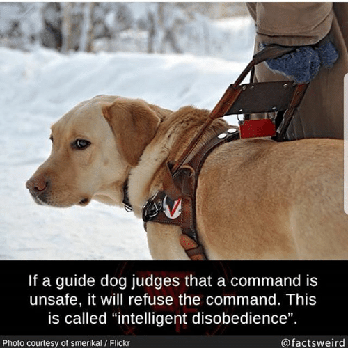 assistance animal - If a guide dog judges that a command is unsafe, it will refuse the command. This is called "intelligent disobedience". Photo courtesy of smerikal Flickr