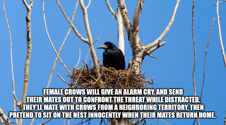 jong il looking at things - Female Crows Will Give An Alarm Cry, And Send Their Mates Out To Confront The Threat While Distracted, They'Ll Mate With Crows From A Neighboring Territory, Then Pretend To Sit On The Nest Innocently When Their Mates Return Hom